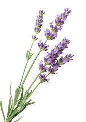 Obraz premium High-quality image of lavender stems with purple blossoms, isolated on black background for herbal, cosmetic, or design applications. 