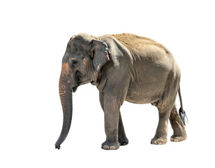 Obraz premium Large gray elephant isolated against a black background, facing left