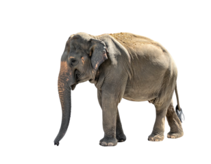 Large gray elephant isolated against a black background, facing left