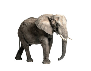 Fototapeta premium An African elephant isolated on a black background, full side view