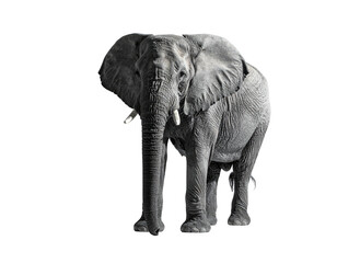 Obraz premium Majestic monochrome elephant isolated on a stark black background, facing forward