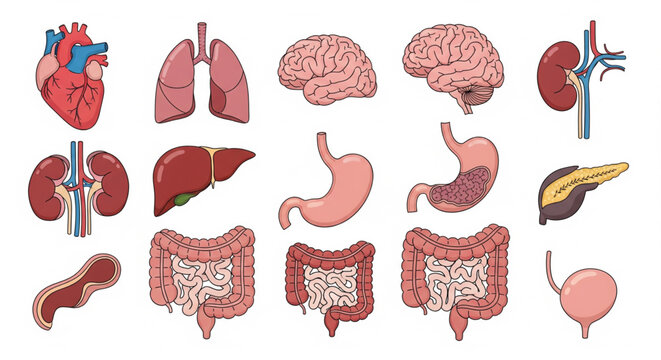 Illustration of human internal organs including heart, lungs, brain, kidneys, liver, stomach, intestines, pancreas, and bladder.