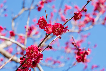 Beautiful Japanese apricot blossoms that bloom in early spring ‘Kagoshimako’.
