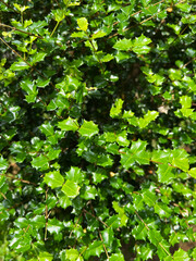 Closeup view of glossy green holly leaves with sharp, spiny edges, forming a dense and vibrant shrub, often associated with ornamental gardens and are traditionally linked to festive decoration.