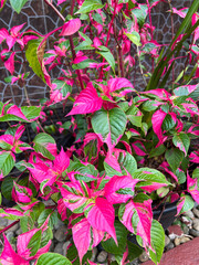 A vibrant close-up of Alternanthera plant, showcasing its striking variegated foliage. The leaves display a beautiful mix of bright magenta-pink and deep green hues, creating a bold contrast.