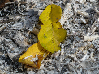 Bright Yellow Autumn Leaves on Gray Ash Background
