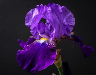 Close-up Purple Iris Flower.