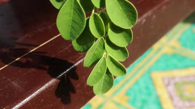 Kelor, Moringa leaves are leaves that come from the Moringa tree (Moringa oleifera). The Moringa tree is a plant that originates from the tropics and can be found in Asia, Africa and Central America. 