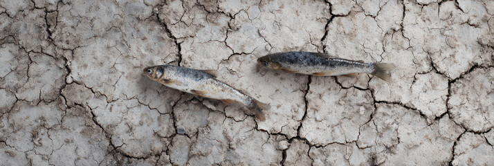 Fototapeta premium Surreal fish desert cracked earth drought concept, lonely mood, climate change impact