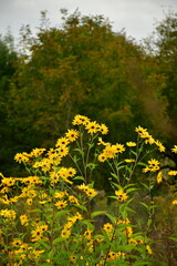 Obraz premium yellow flowers in a meadow in autumn