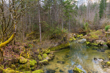 Obraz premium Clear alpine stream in forest near Hallstatt, Austria, with moss-covered rocks and tranquil natural scenery