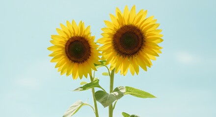 Obraz premium Two yellow sunflowers bloom under a bright sky