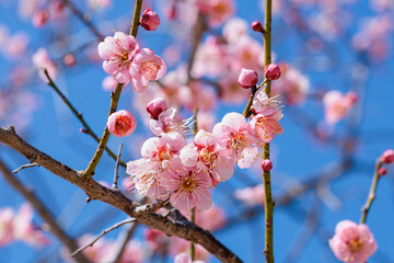 Beautiful Japanese apricot blossom Rekkoubai blossoms against the blue sky of early spring.