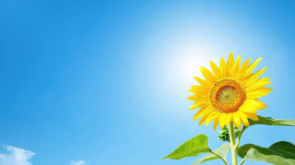Obraz premium Vibrant sunflower stands tall against clear blue sky, radiating warmth and positivity. bright yellow petals contrast beautifully with serene