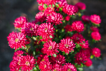 Obraz premium Blooming Chinese aster Troubadour with vibrant purple flowers