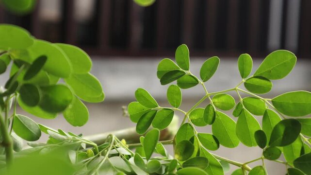 Kelor, Moringa leaves are leaves that come from the Moringa tree (Moringa oleifera). The Moringa tree is a plant that originates from the tropics and can be found in Asia, Africa and Central America. 