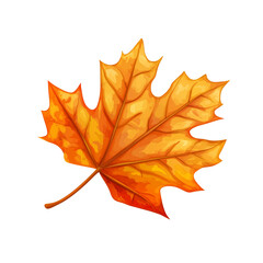 Obraz premium Autumn maple leaf watercolor illustration isolated on transparent background.