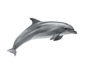 Obraz premium A graceful dolphin leaps against a stark black background, showcasing its sleek form