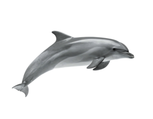 A graceful dolphin leaps against a stark black background, showcasing its sleek form
