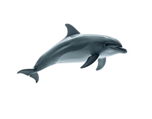 Fototapeta premium A sleek, grey dolphin leaps from water, body curved against a stark black backdrop