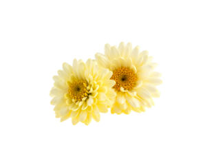 Bright yellow daisy on white background