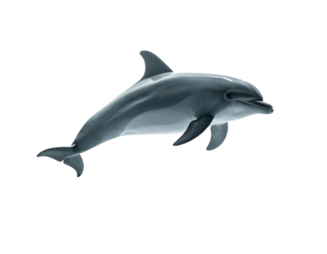 A sleek, grey dolphin leaps from water, body curved against a stark black backdrop