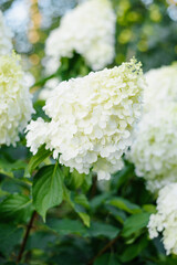 Polar Bear Hydrangea Cone With Full Petal Bloom