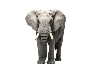 Obraz premium Majestic African elephant, front view, isolated against a black background