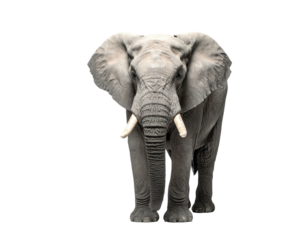 Majestic African elephant, front view, isolated against a black background