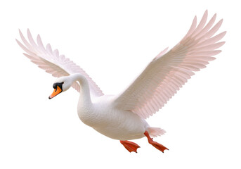 Isolated Mute Swan in Flight with Wings Spread Out, Flying Gracefully, Nature Stock Image