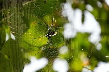 Spider on a Forest Web: Delicate Silk Orb Web Among Green Leaves and Branches