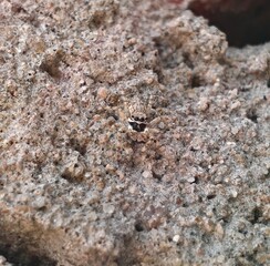 Camouflaged spider