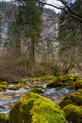 Obraz premium Waldbach stream flowing through moss-covered rocks in alpine forest, Echerntal valley near Hallstatt, Austria
