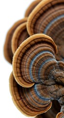 Obraz premium Forest's Tapestry