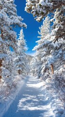 Snow-covered forest trail with tall frosted pine trees under clear blue sky du winter daytime