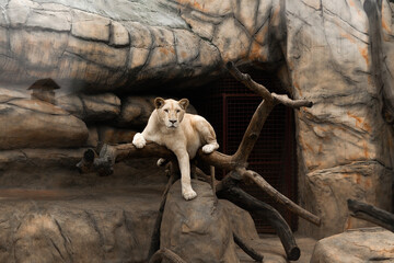a young lioness resting on the branches