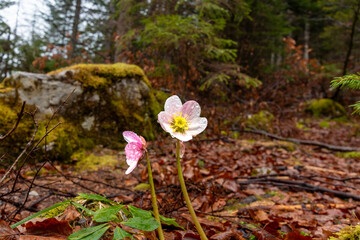 Delicate alpine spring flower blooming in forest after rain