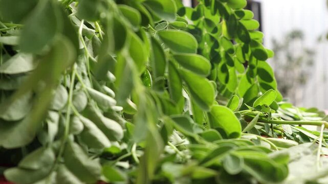 Kelor, Moringa leaves are leaves that come from the Moringa tree (Moringa oleifera). The Moringa tree is a plant that originates from the tropics and can be found in Asia, Africa and Central America. 