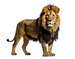 Regal lion stands facing forward, a majestic creature with a full mane and piercing gaze