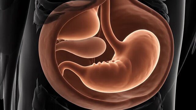 3D Animation of the Human Digestive System: Stomach Peristalsis and Food Processing, Illustrating Gastric Function and Anatomy