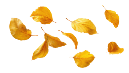 Golden autumn leaves scattered on black background