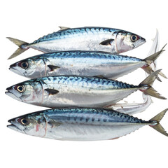 Naklejka premium Close-up of an image of a school of sea fish isolated on a transparent background png file. 