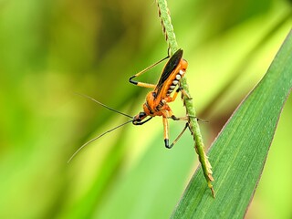 Macro shot of an orange insect with long antennae resting on green foliage against a soft blurred background