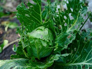 A vibrant green cabbage head in a garden shows visible signs of pest damage, with many holes in its outer leaves.