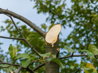 Fresh Cut Tree Branch Pruning Detail Close-Up