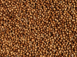 Dried coriander fruits (coriander seeds) background.