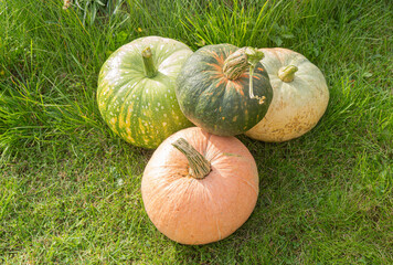 Pumpkins. Harvesting pumpkins on farm. 