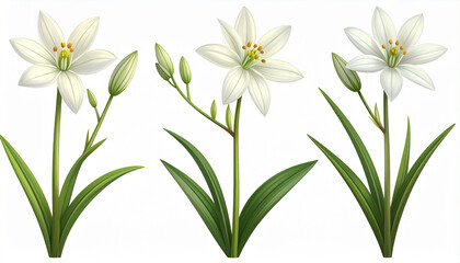 Fototapeta premium White star shaped flowers with green leaves and buds white flowers botanical illustration