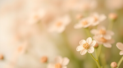 Sun-Kissed Tiny White Flowers: Soft Focus Close-Up of Delicate Blooms with Warm Peach Bokeh and Copy Space