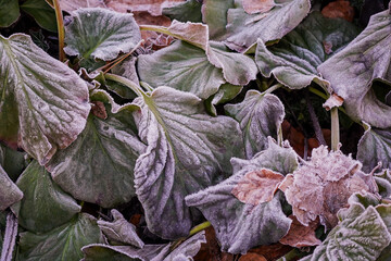 Frost-covered leaves of Bergenia crassifolia in winter, close-up of textured foliage with icy...